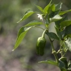 student garden